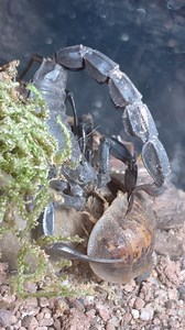 1.2M views · 4.8K reactions | Ebony Fat Tail Scorpion (A. gonneti) #Scorpions #arachnids #scorpion | Shawn’s Exotics | Facebook