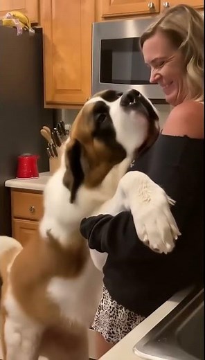 Saint Bernard's Hilarious Humping Moment You Won’t Believe! 😲 #shorts #dogshorts #funnydogvideo