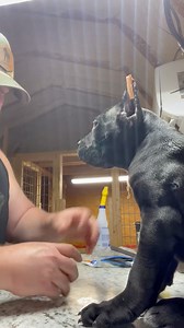 How Cane Corso Ear Posting Is Performed This ear-posting method is the same technique used by the veterinarian who performs the ear crop. A veterinary-grade adhesive (glue) is applied directly to the surface of the ear post. The post is then placed into the ear against the inner surface of the pinna, not inside the ear canal, and secured in position. The ear is taped around the post to hold it firmly in place, as the glue itself is only temporary and not intended to be the sole means of support.