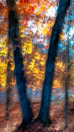 Magical Forest... I had so much fun taking this photo. This is a technique called ICM photography which stands for Intentional Camera Movement. It is a technique when while taking the photo I intentionally move the camera to induce motion blur, this gives the photo a abstract look. There are many ways to move the camera but In this case I gave it a quick jerk while hitting the shutter. It resulted in a U shape motion as you can see from the photo and zoomed in views of it... As a photographer th