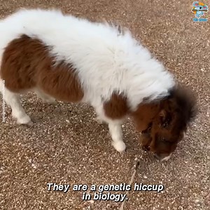 Martha the miniature horse is the cutest 😍 | The Koala