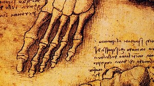 Leonardo da Vinci Anatomy Art Drawing