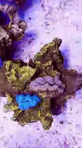 Polo Reef Clam Tank in 4k 😎 | Polo Reef by Andrew Sandler