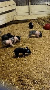 We’re sow excited! The piglets have arrived and they are squealing the show at the Clark County Fair. You can catch them hamming it up now through August 10! | Clark County Fair