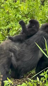 Remarkable gorilla trekking in Uganda offers an unparalleled wildlife experience, primarily in two locations: the Bwindi Impenetrable National Park and Mgahinga Gorilla National Park. Treks involve navigating dense rainforests to spend a magical, unforgettable hour observing a habituated mountain gorilla family. The trek duration varies, with permits required for a fee of $800 per person for foreign visitors, and the best time to visit is during the dry season.Key Locations & ExperiencesBwindi I