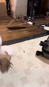 38 reactions · 11 comments | Just got back from our trip and Misha decided to give me the full Moluccan cockatoo welcome home - complete with a rant in his very own bird language! 列 He's got opinions about unpacking, and he's not afraid to share them. Tried to bribe him with peppers, but even that couldn't stop his adorable tirade. Anyone else have a drama king at home? #CockatooLife #HomecomingDrama #MoluccanMadness #CockatooTellsAll | The Birdy Babe | Facebook