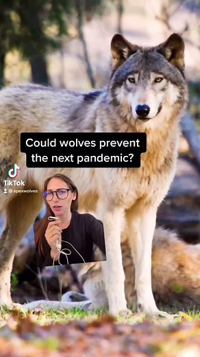 The Importance of Wolves in Ecosystems