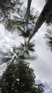 Spinning Perspective High Trees Dense Green Stock Footage Video (100% Royalty-free) 3976476409 | Shutterstock