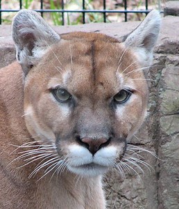 Possible Cougar Sightings Near Glencoe Beach