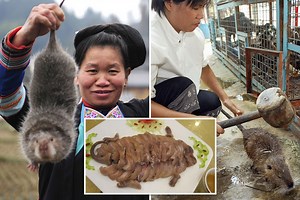 Chinese bred wild rats for 'nutritious' meat before ban due to coronavirus