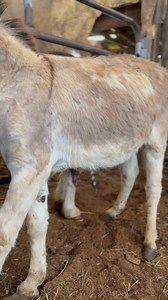 PETRIFIED NEGLECTED DONKEY NEEDS OUR HELP This sweet donkey stud has been overbred and badly neglected. He has bad arthritis in his hips from over breeding and hooves so neglected they’re growing up in loop-de-loops. My guess is that they took a saw and cut the worst of it away to sell him at auction and avoid charges, but his hoof isn’t balanced, still way too long and neglected, and he’s in pain when he walks. Even now he’s leaning as far back as he possibly can to get weight off them. He need
