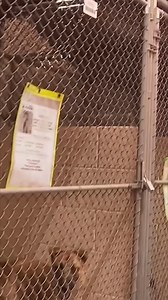 7.3K views · 49 reactions | Maricopa County Animal Care and Control is trying to have a little fun during this heat wave (what else can you do, right?) ABC15 Meteorologist Jorge Torres explains the shelter's goal of beating the heat record of 119º by getting at least 119 dogs into a foster home by Aug. 1.  ☀️ #animals #dogs #animalshelter #extremeheat #heat #summer #fosterdogs #weather #Arizona #Phoenix #MaricpaCounty #ABC15 | ABC15 Arizona | Facebook