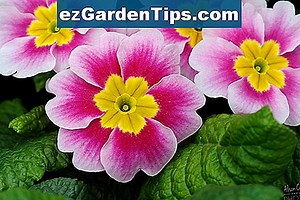 Primrose Flower Significado 🌱 Tips Jardineros - Es.ezGardenTips.com