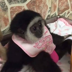 Ahmed and Amaya are so spoiled! #ZWFMiami | Zoological Wildlife Foundation