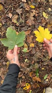 45K views · 112 reactions | javor klen (Acer pseudoplatanus) a javor mléč (Acer platanoides) #javor #javormlec #javorklen #acer #botanika #priroda | Neučebnice fyziky | Facebook