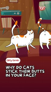 5.4K views · 238 reactions | Why do cats stick their butts to our faces? #cats #meow #catlover #catstagram #catlife | iHeartCats.com | Facebook