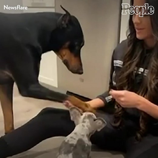 Rolo deserves all the treats. 😩 | People