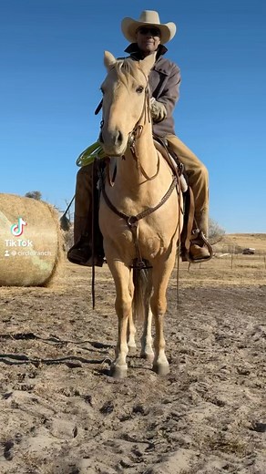 Cowboy Horse #circlelranch #cowboyhorse #cowboy #ranchlife #horsesofinstagram | Circle L Ranch