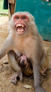 310K views · 2.6K reactions | The monkey was showing her teeth藍 . . . . . . . . . . #LaughWithAnimals #monkeyteeth #monkeyfunnyvideo | Laugh with Animals | Facebook