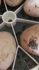 24 reactions · 3 comments | The chicks are chatting! We should start...