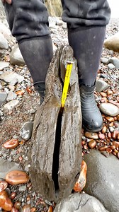 674K views · 11K reactions | Jurassic Fossil and crystal hunting on a beach filled with Ancient sea creatures! This loose slab of shale was hiding something within! The round nodule opened up just like a geode! 勞 Thanks for supporting our page!  #natural #nature #fossil #fossils #ancient #animals #art #ammonite #ammonites #dinosaur #scientist #minerals #paleontology #whitby #geologist #dorset #geology #charmouth #jurassic #yorkshire #fblifestyle | Yorkshire Fossils | Facebook