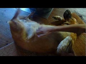 Dog Belly Rub - Scratch Reflex - Kratzreflex