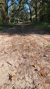 20K views · 229 reactions | Our endangered crowned crane chick is enjoying itself during one of its daily walks around the wildlife center 凉 | North Florida Wildlife Center | Facebook