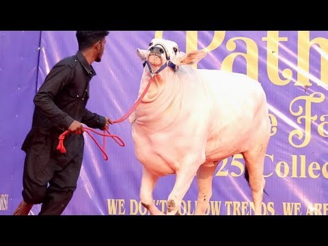 SAARA || MOST BEAUTIFUL BACHI FROM PATHAN CATTLE FARM 2025 || Kolkata Cow 2025