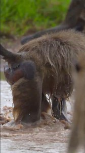 Baboons in Amboseli. 🌍Amboseli National Park. #safari #wildlife #baboon #amboseli #olonanaonsafari