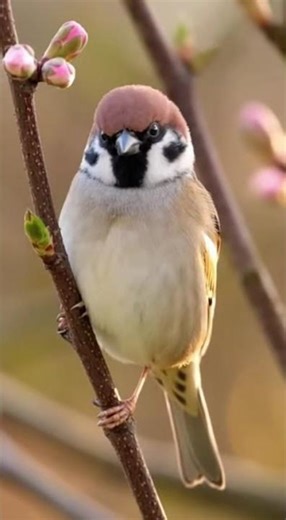 Eurasian Tree Sparrow Resting on a Spring Branch