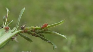 Adult Aphids Crawling On Rose Plant Stock Footage Video (100% Royalty-free) 1030548248 | Shutterstock