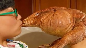 Meet MacGyver, the lovable giant lizard. | Insider