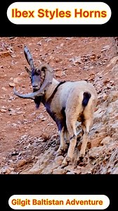 436K views · 5.9K reactions | Ibex Styles Horns #ibex #markhor #travel #adventure #hunting #outdoors #snow | Gilgit Baltistan Adventure Treks and Tours Pakistan | Facebook