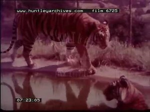 West Midlands Safari Park, 1970's - Film 6725