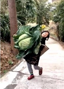 2.6K views · 29 reactions | Giant fruits are harvested in a large garden | Civil Engineering | Facebook