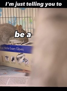 City Wildlife on Reels