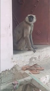 my favourite and qwet mankey