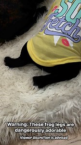 Viewer discretion is advised #FrogLegFabulous #BulldogDivas #DangerouslyCute #FrenchieFrogLegs #BulldogBooty #DogMomLife #SassyDogReels #FrenchiePoseGame #DailyDogReels #TooCuteToHandle #BulldogEnergy #ReelDogMom | Bulldog Divas