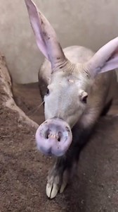Aardvark surprises with unique and quirky movements in habitat
