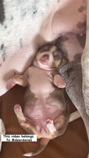 🐾Two paws of different sizes, but a bond of love that knows no limits! 🌸💕 Meet the dynamic duo, where the gentle giant meets the petite Chihuahua, and an unlikely friendship blossoms into a heartfelt mother-daughter connection. 🐶❤️🐶 🐾This heartwarming story chronicles how my Great Dane, a true hero, came to rescue this tiny Chihuahua from a life of uncertainty. Despite their contrasting sizes, their souls instantly connected, transcending any physical differences. 🌟 🐾Unwavering in her nu