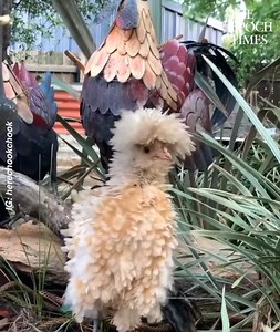 212K views · 624 reactions | Look at this darling little frizzle Polish chicken ❤️ Credit: @herechookchook - https://www.instagram.com/herechookchook/ | Bright | Facebook