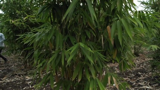 23 reactions |  पहायला विसरू नका... वनविभाग आणि रोजगार निर्मितीस...