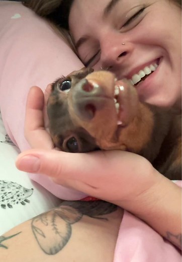 Waking Up to My Mini Dachshund's Cuteness