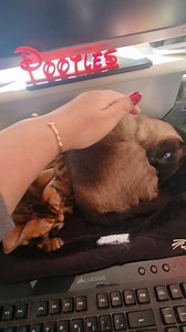 Pootles Papercraft on Reels