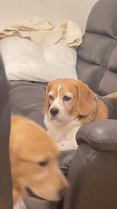 She is angry 😑 Cre: beagle_hachi | Beagle Overload