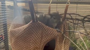 2.6K views · 11 reactions | Wildwoods on Reels | Facebook