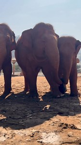 Unconditional Love ❤️ The bond that elephants share with those who care for them is extraordinary. Though they may not speak, their actions speak volumes, beautifully reflecting their thoughts and feelings. ความรักแบบไม่มีเงื่อนไข ความรักของช้างที่มีต่อคนที่รักเขา จะแสดงออกมาในหลายรูปแบบ พวกเขาพูดไม่ได้ แต่อากัปกิริยาเป็นคำตอบต่อความคิดของช้างได้เป็นอย่างดี #ElephantNaturePark #แอลลิแฟ้นท์เนเจอร์ปาร์ค #Elephant #ChiangMai | Elephant Nature Park