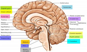 The midsagittal section of the brain shows the three major parts of the brain, which are the #cerebrum, #cerebellum, and #brainstem. The cerebrum (prosencephalon or forebrain) comprises the telencephalon (cerebral hemispheres) and the diencephalon. They are each also divided into subparts or regions for simplified localization of structures, for example, the brainstem is composed of the midbrain, pons and medulla oblongata, while the cerebrum is divisible into lobes. | Neurology