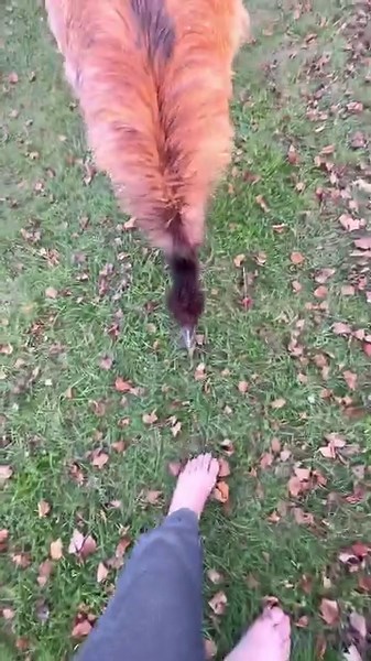 Little foot likes toes! #emu #farm #peck #feet | Shirtless Jake's Homestead