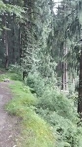 Manalsu River near Old Manali and Nature Park. | Manali